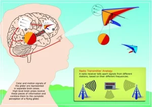 brain rhythm perception neurosinces
